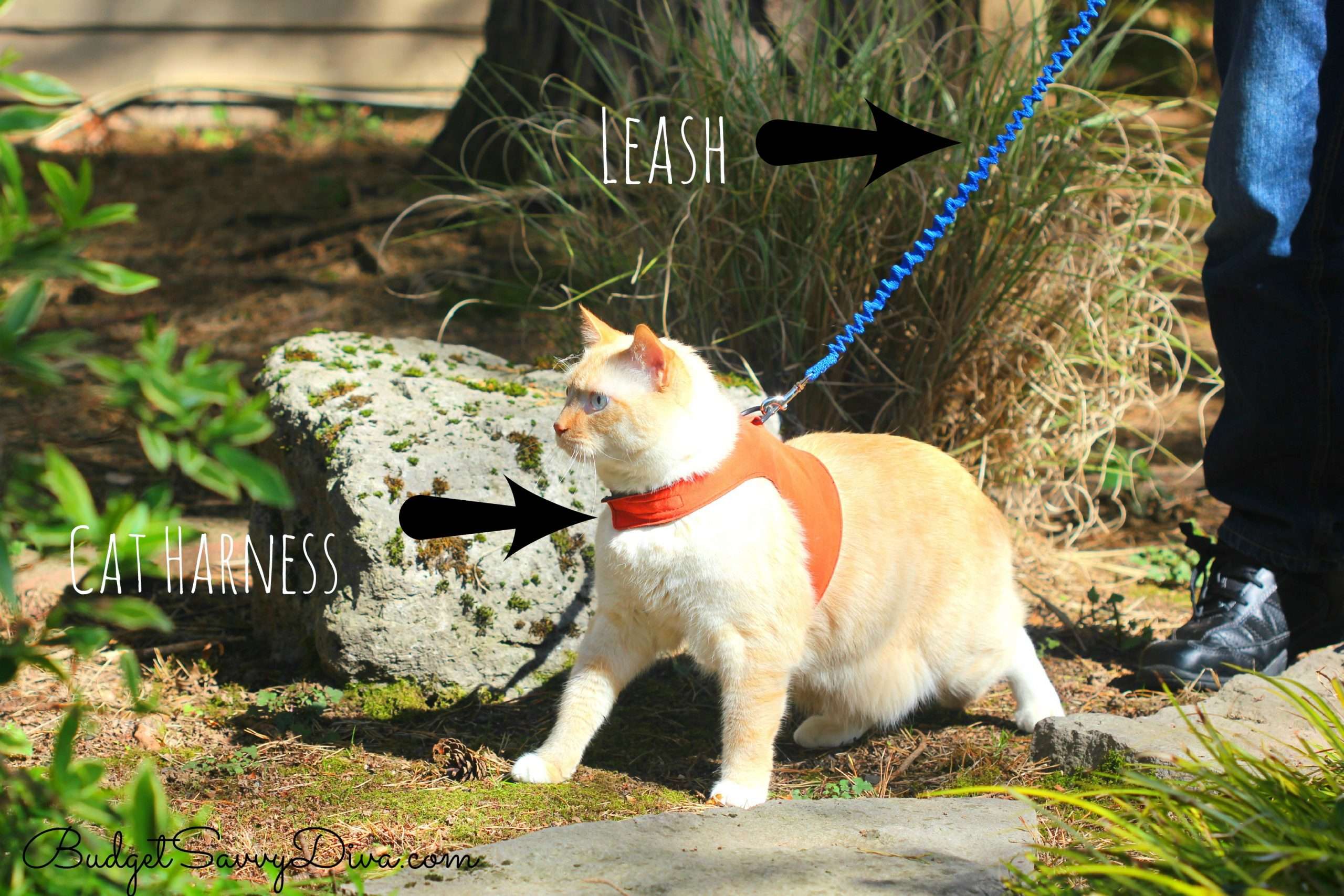 How To Walk A Cat On A Leash #BeyondSummer