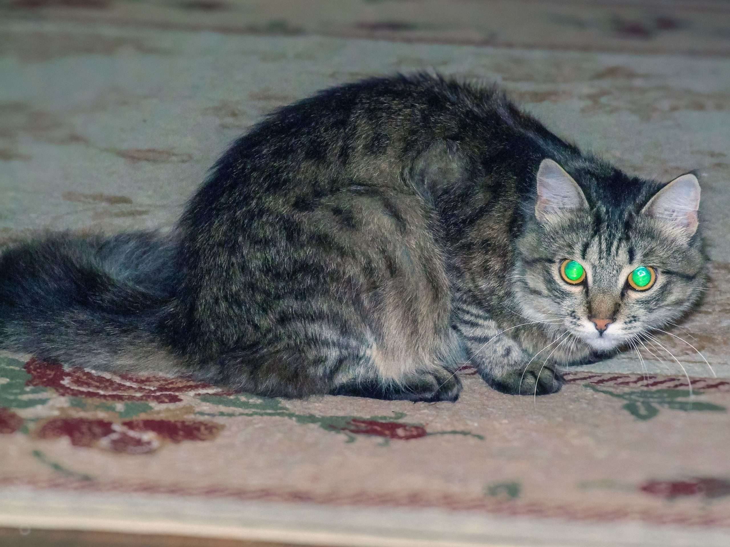 How Well Do Cats See In The Dark