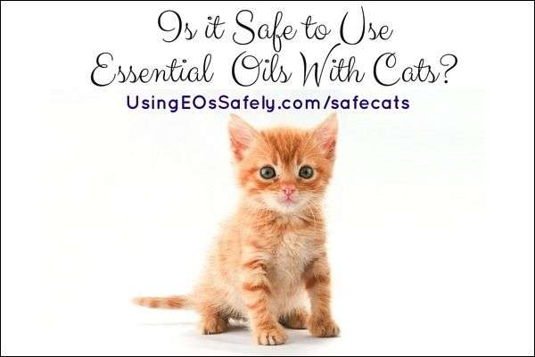 http://www.usingeossafely.com/safecats
