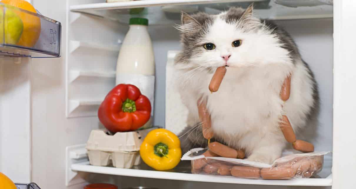 Human Food Cats Can Eat â¢ Purrfectcatbreeds