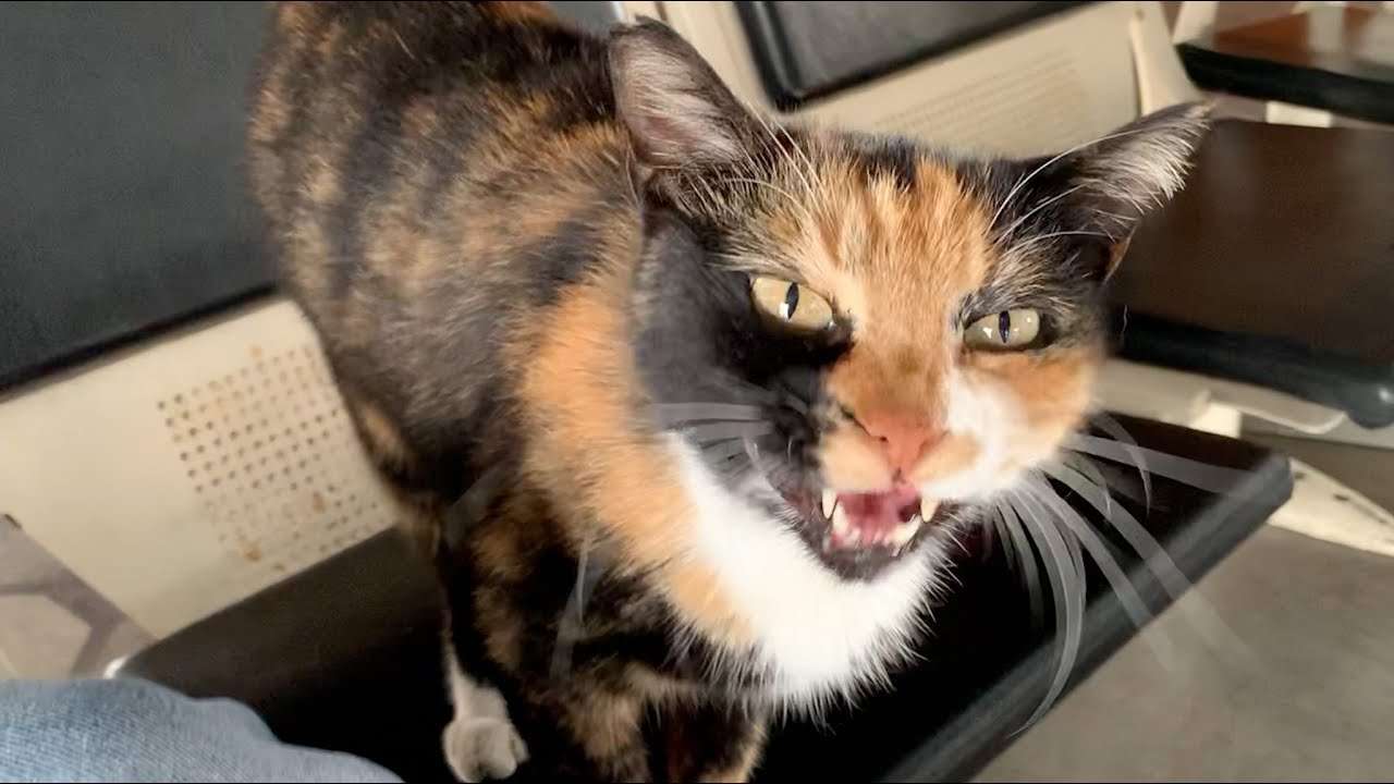 Hungry cat meowing loud for food