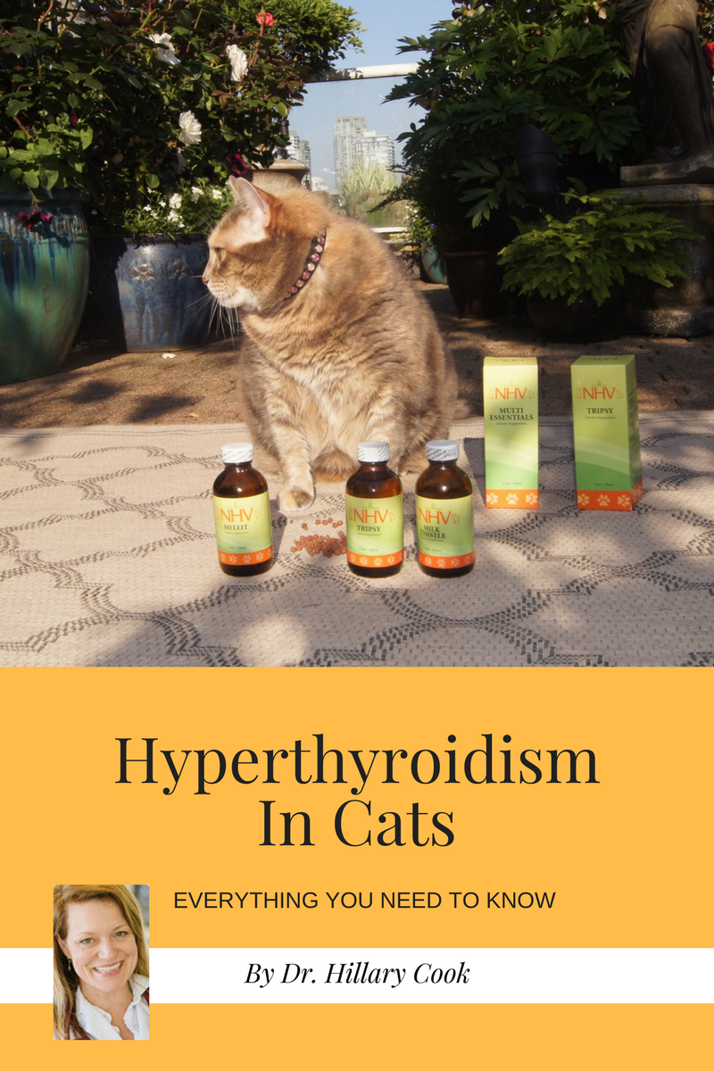 Hyperthyroidism In Cats Natural Treatment