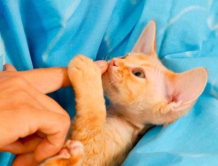 Hypoallergenic Cats: The Myths and the Facts
