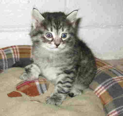 HYPOALLERGENIC SIBERIAN KITTENS FOR SALE ADOPTION from Saint George ...