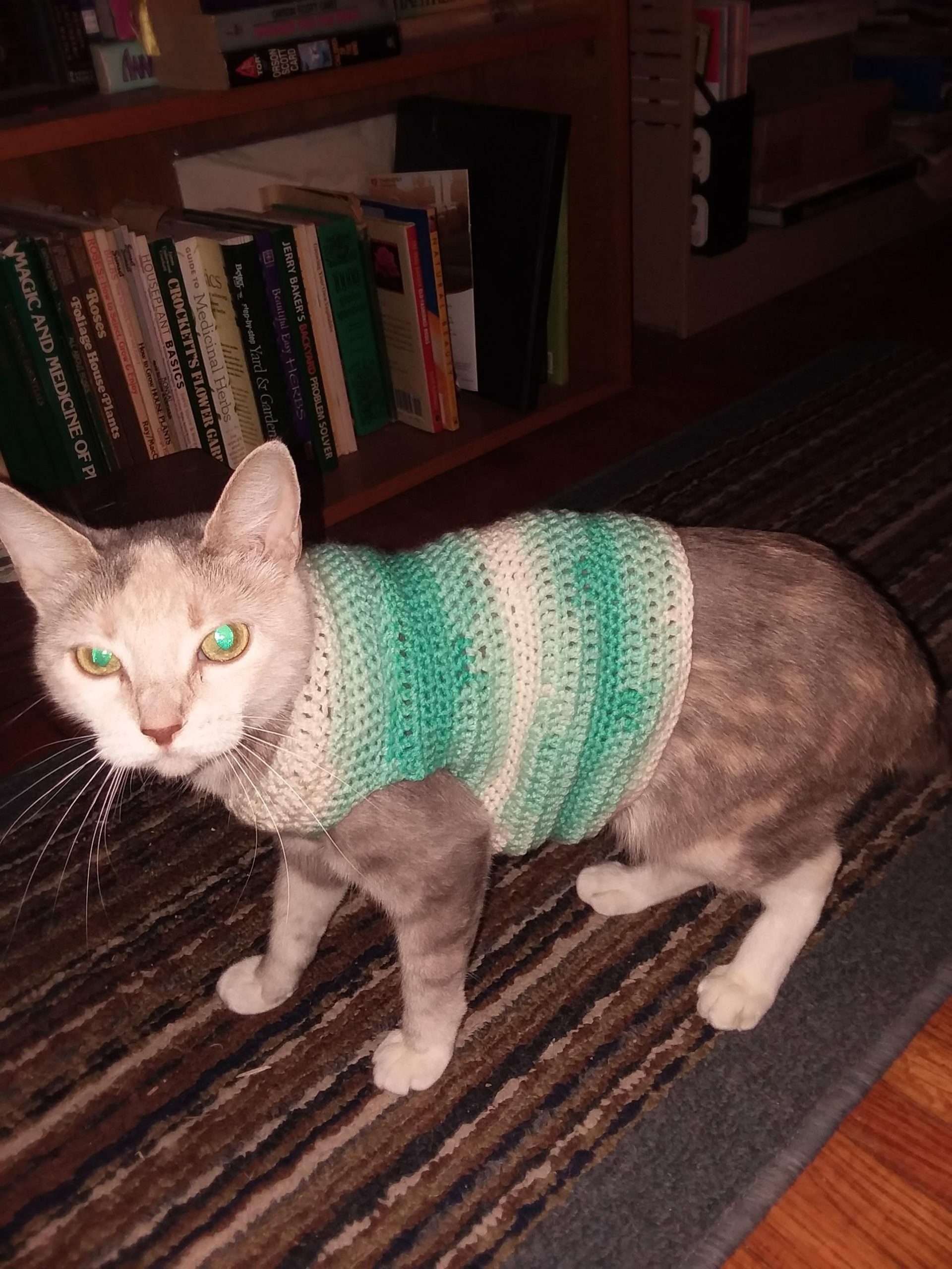 I crochet a cat sweater. Its safe to say she doesn