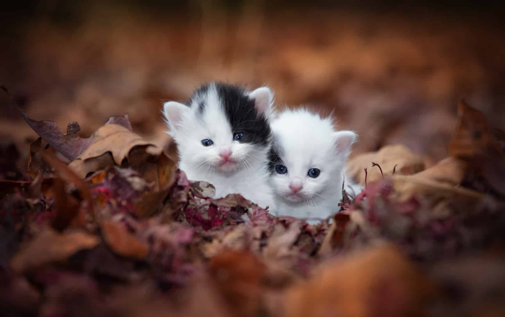 I Found Abandoned Kittens