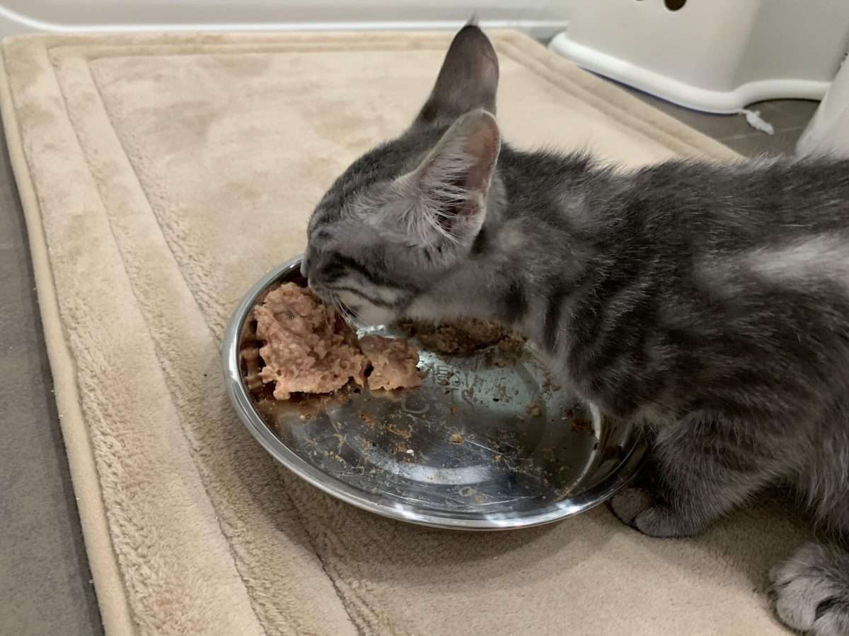 I made homemade cat food for the first time. My kitten approves ...