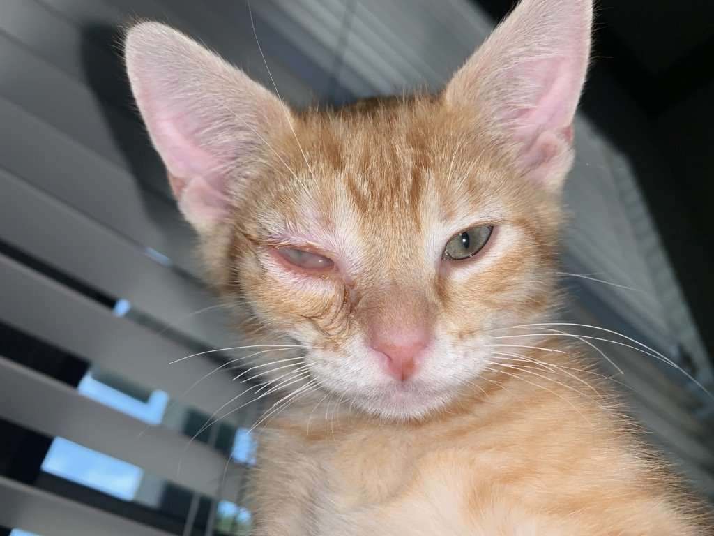 Iâm pretty sure my kitten has pink eye or an eye infection ...