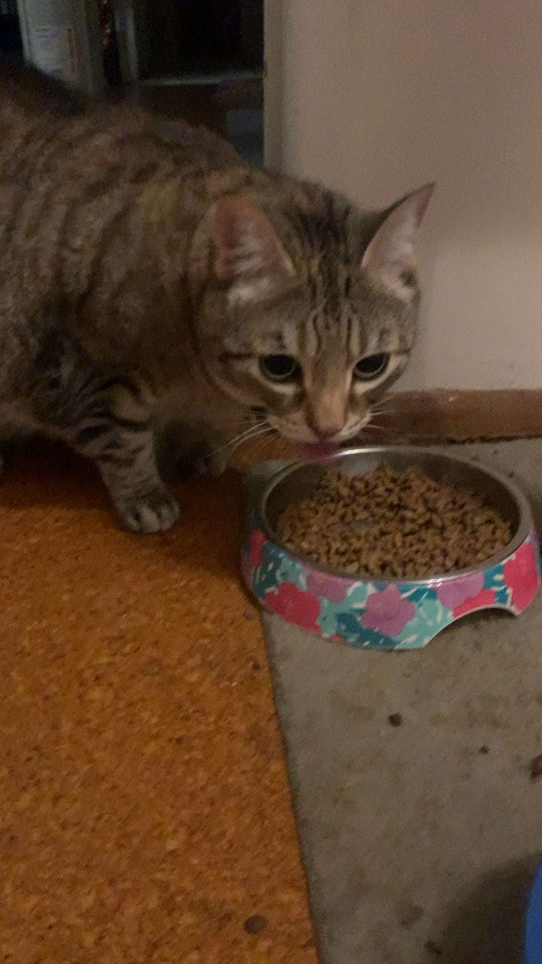 If I ever feel down, I watch my cat eat. It never fails to ...