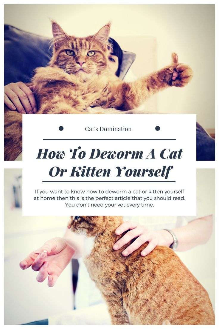 If you want to know how to deworm a cat or kitten yourself ...