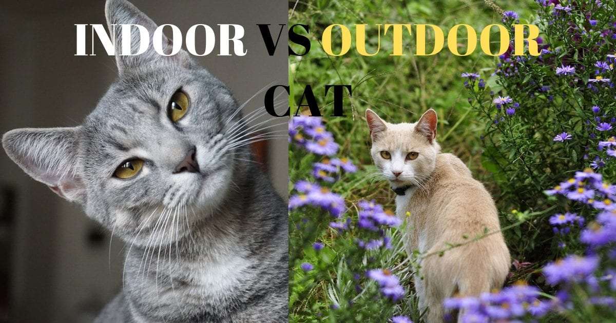 Indoor Vs Outdoor Cats (pros and cons)