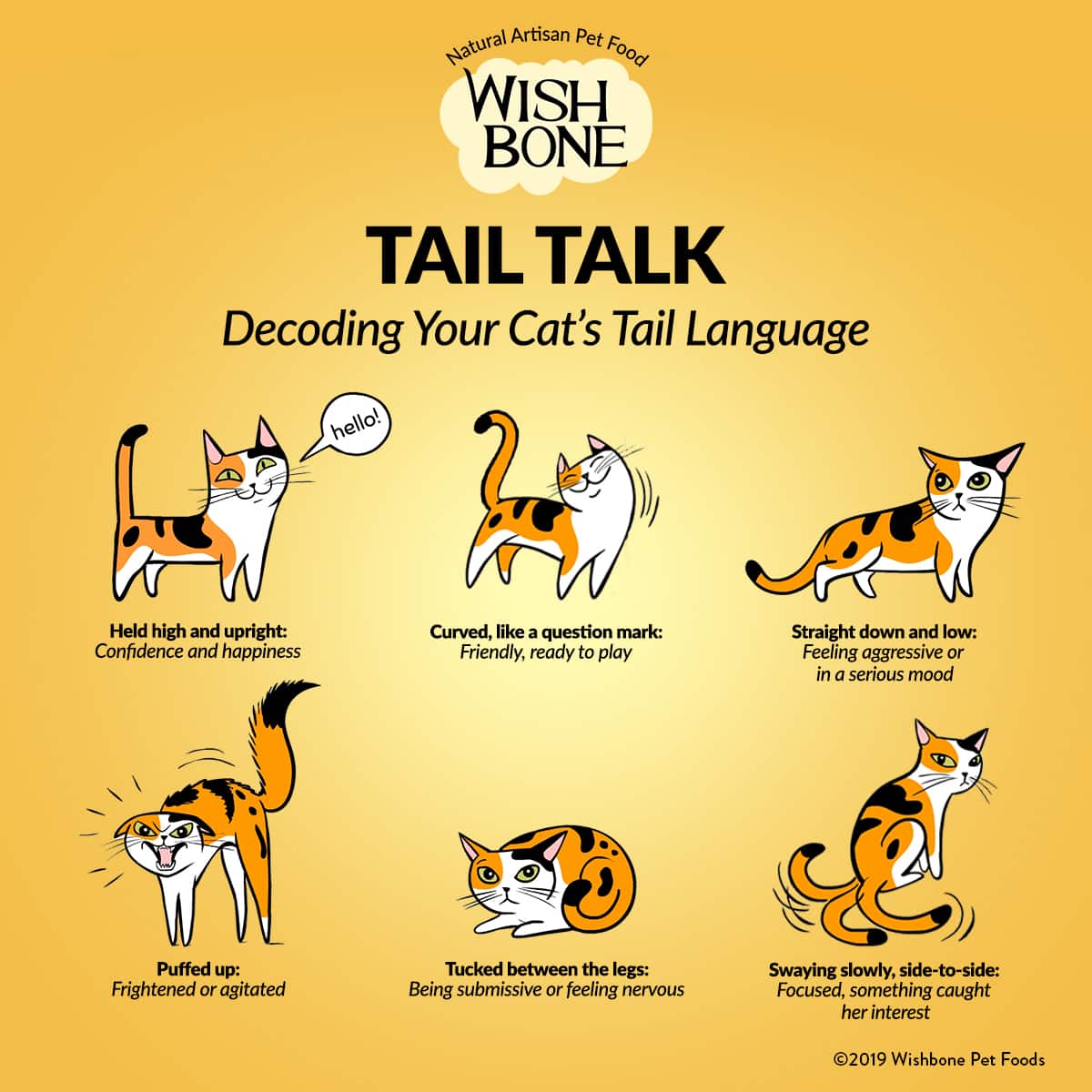 Infographic: Decoding your cat