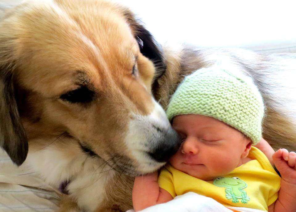 Introducing a New Baby to Your Dog or Cat