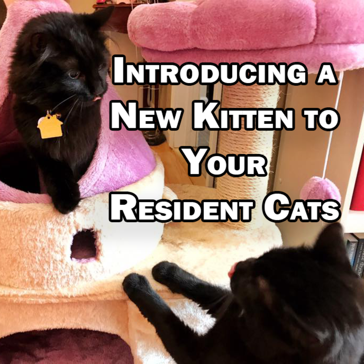 Introducing a New Kitten to Your Resident Cats ...