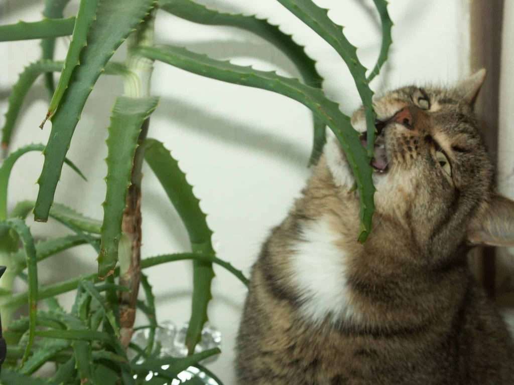 Is An Aloe Vera Plant Dangerous To Cats