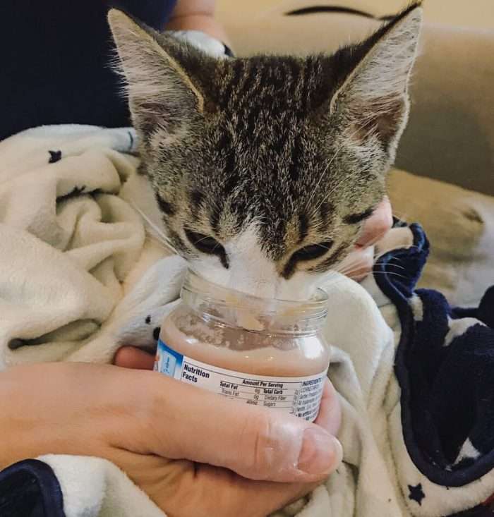 Is baby food safe for cats?  PoC