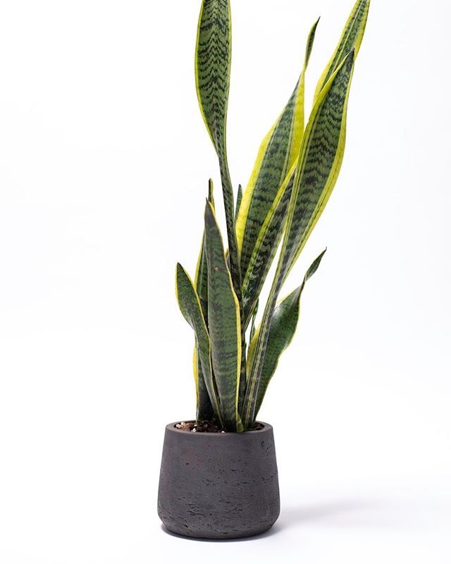 Is Black Coral Snake Plant Toxic To Cats