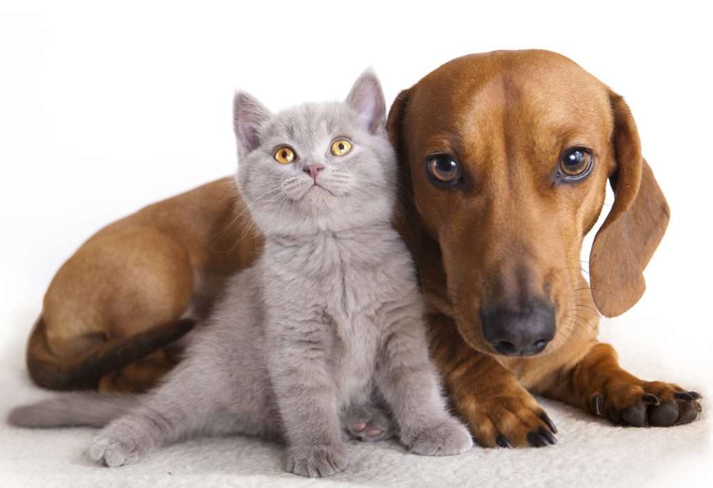 Is Cat Litter Toxic to Dogs? (What to Do if they Eat it ...