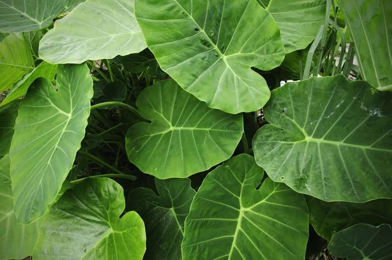 Is Elephant Ears Poisonous to Cats and Dogs?