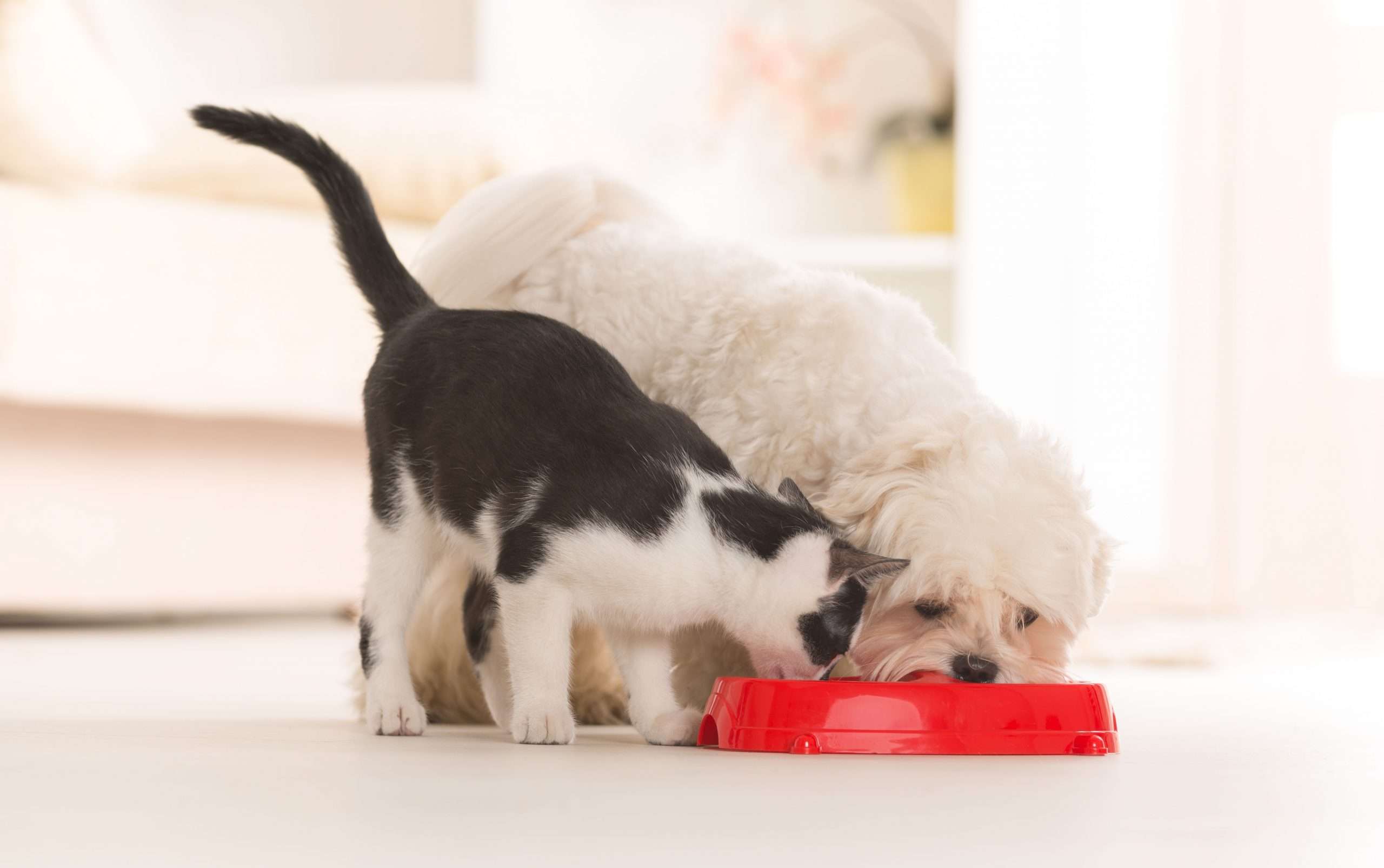 Is it Safe for Cats to Eat Dog Food?