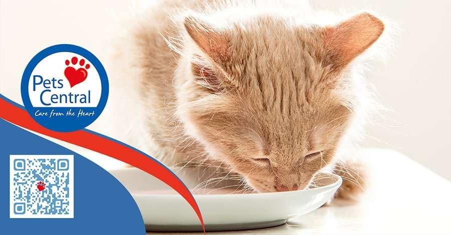 Is it safe for my cat to drink cows milk?