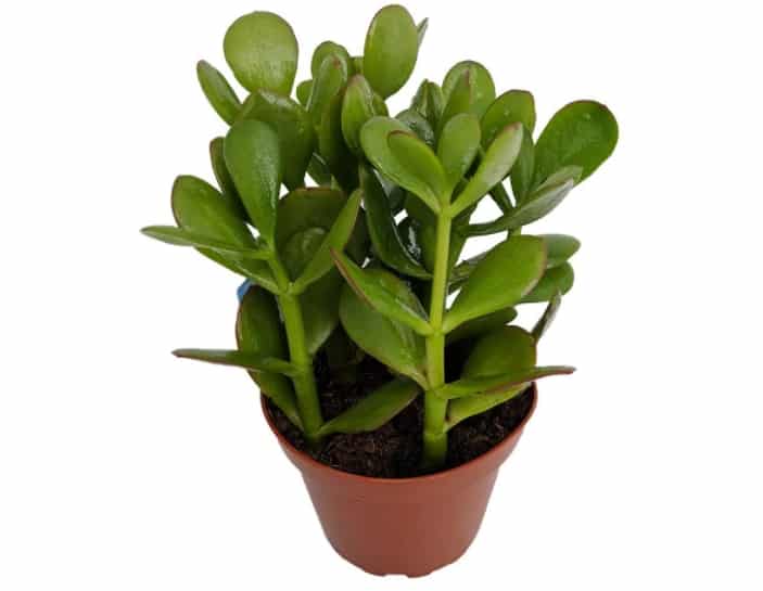 Is Jade Plant Safe for Cats or Poisonous?