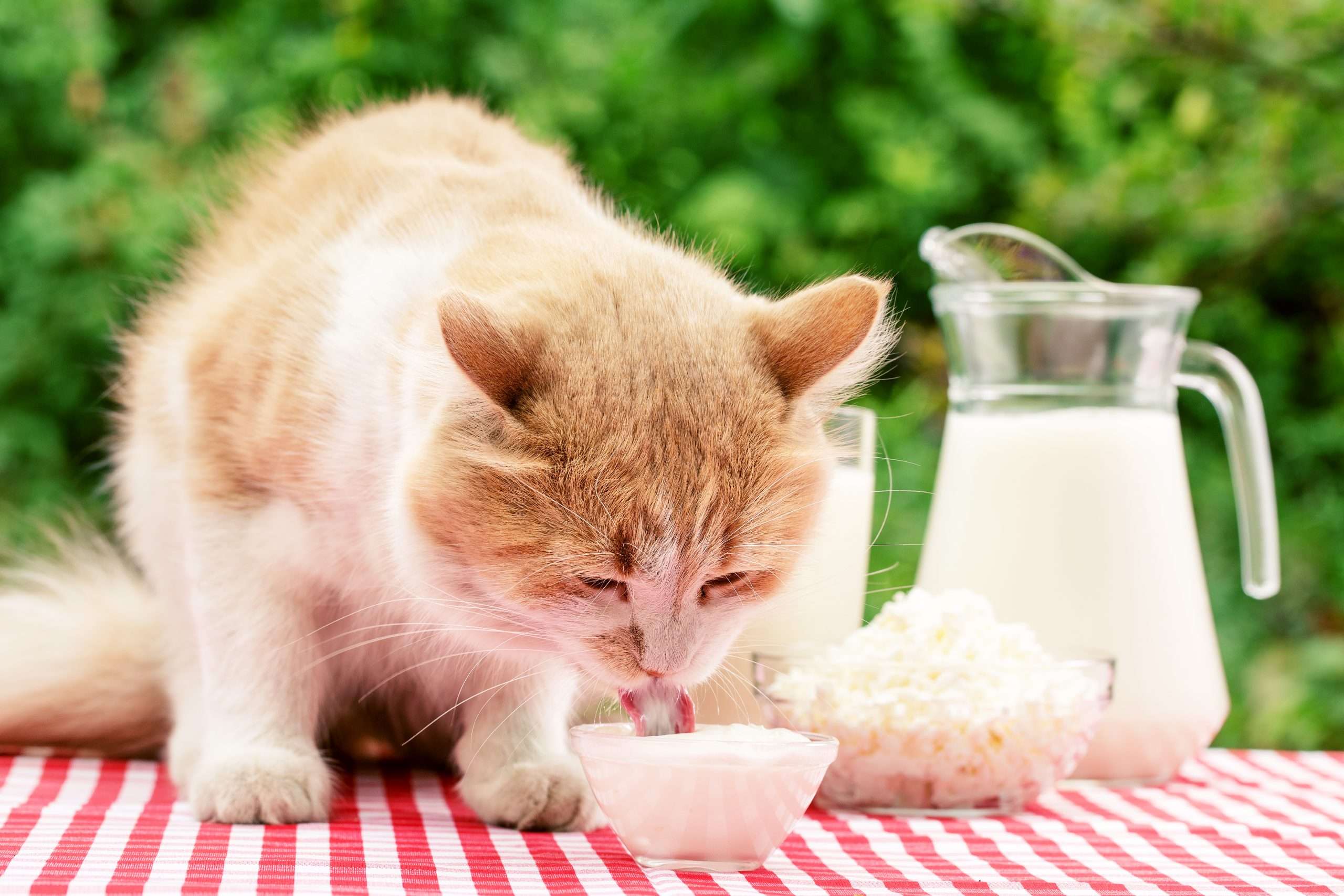 Is Milk Bad For Cats? Read before feeding your kitten milk ...