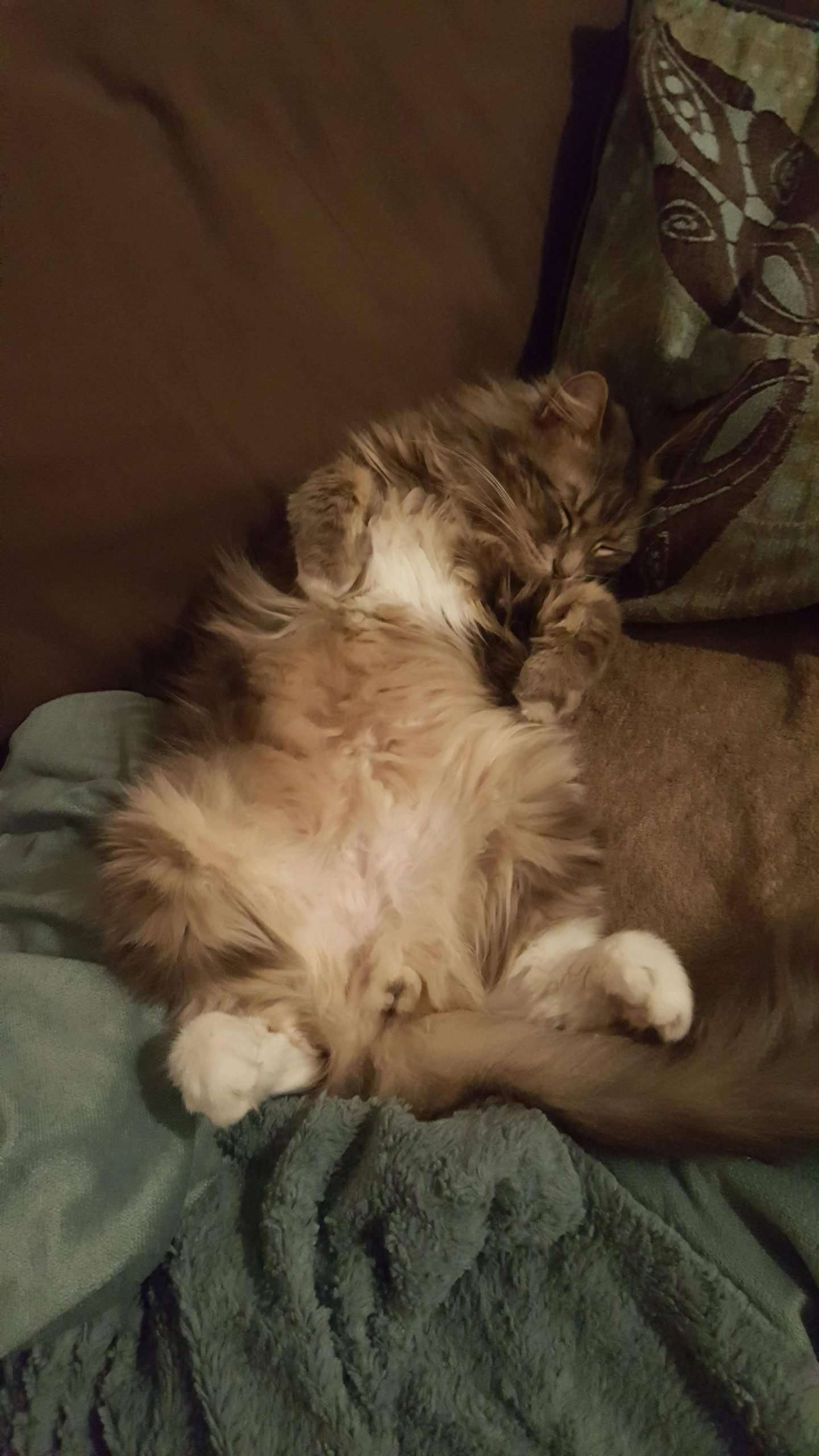 Is my cat a male or female? Can you tell from this pic? We ...