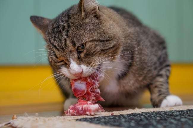 Is Raw Meat Good For Cats