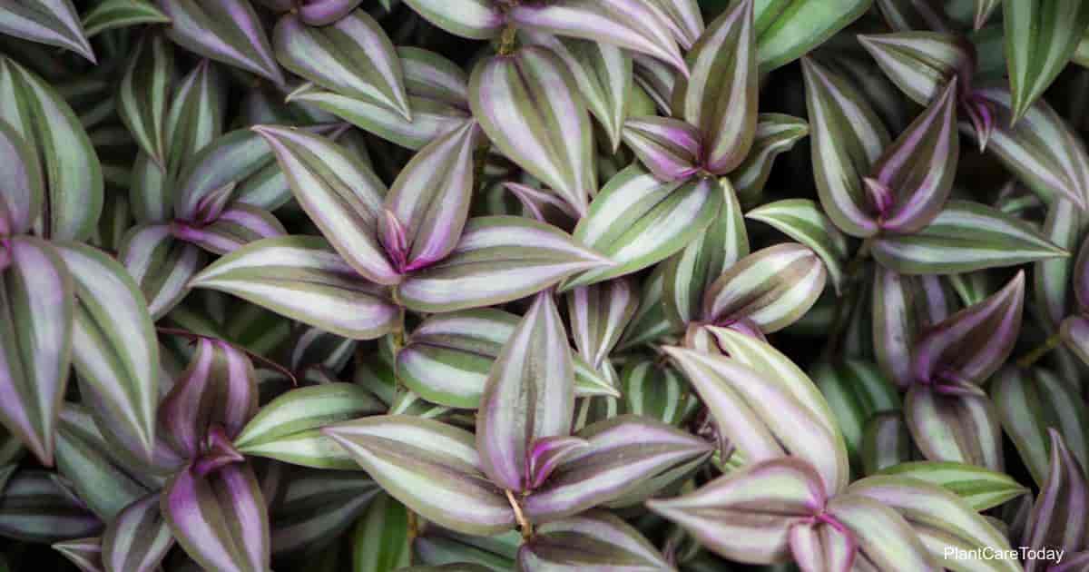 Is The Wandering Jew Plant Poisonous or Toxic? â Best Garden Info
