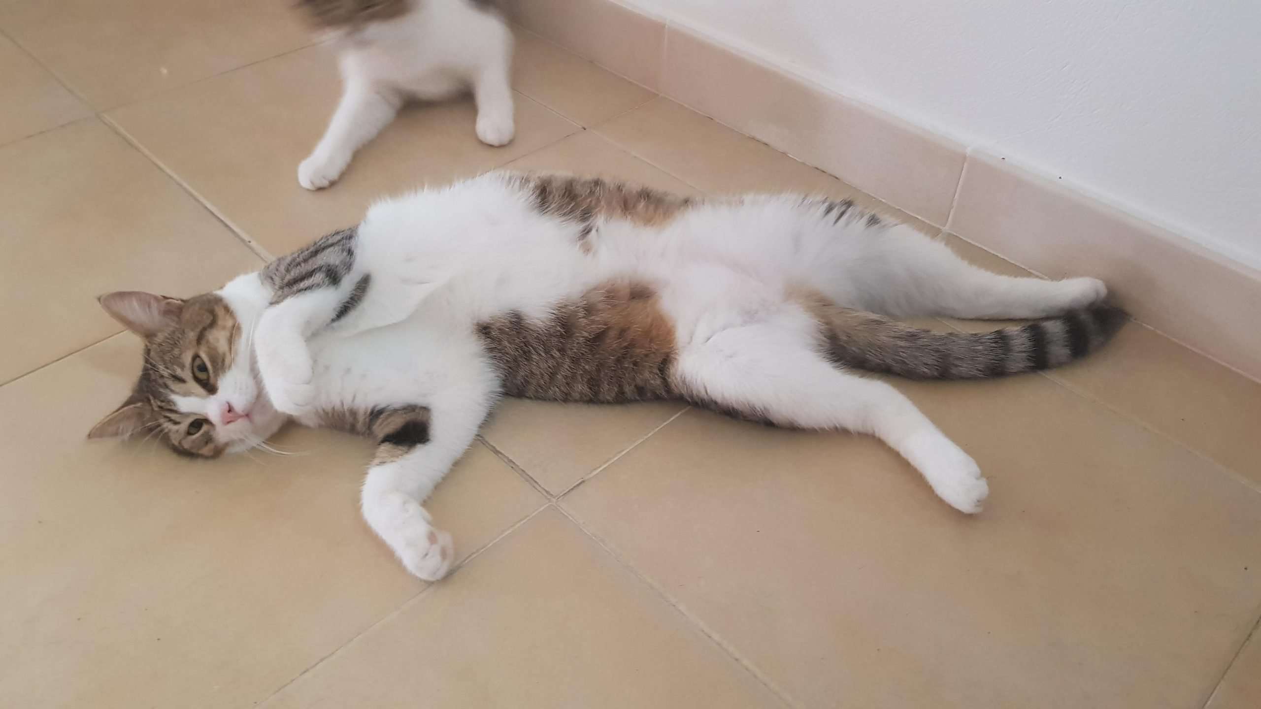 Is too hot! : cat