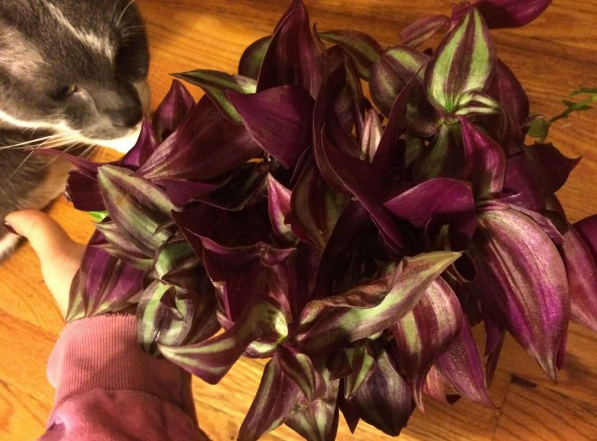 Is Wandering Jew Poisonous to Cats?