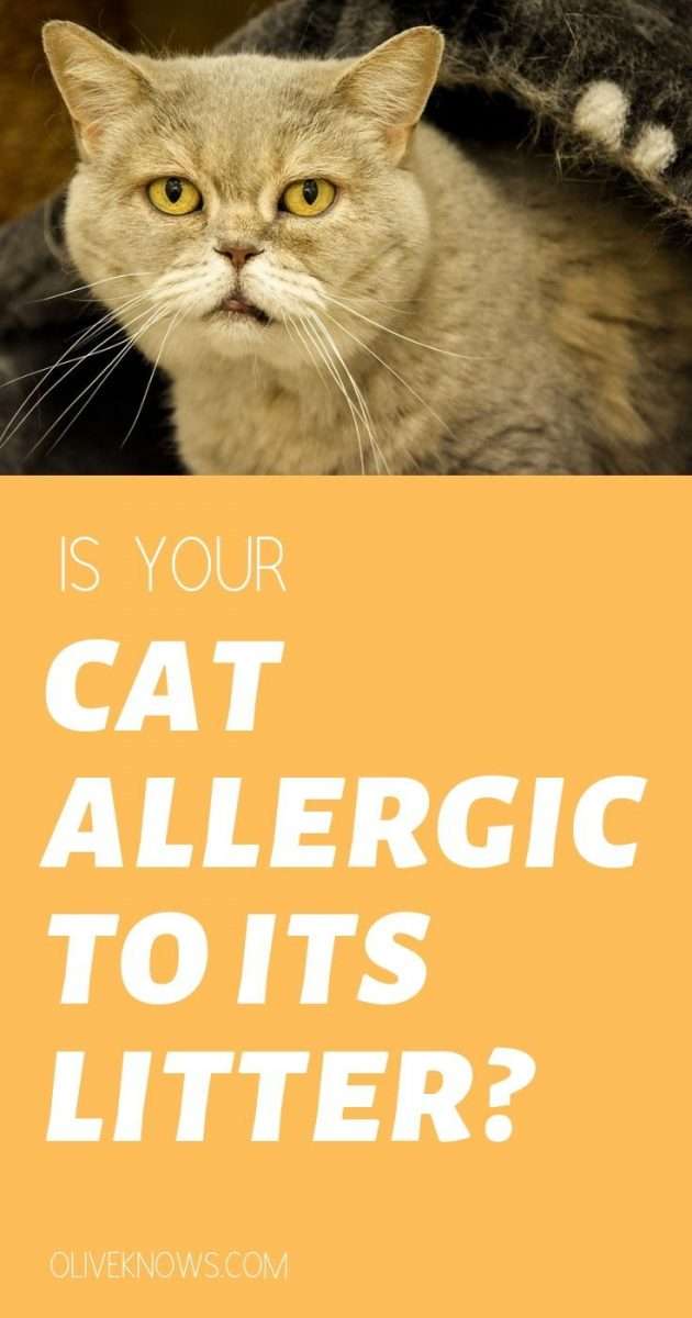 Is Your Cat Allergic to Its Litter?