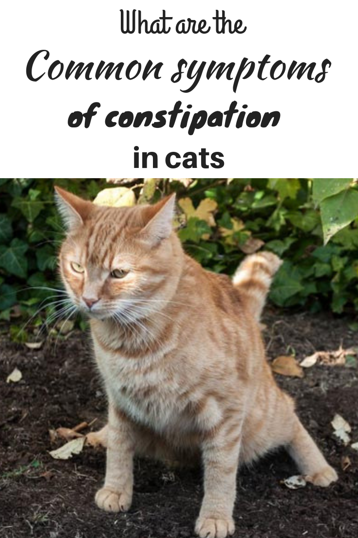 Is Your Cat Constipated? How to Tell and What To Do