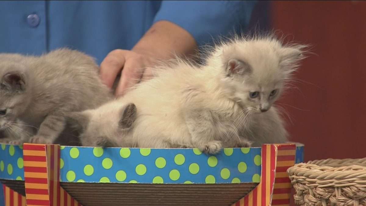 Katt Katt: Ragdoll Kittens Des Moines Iowa