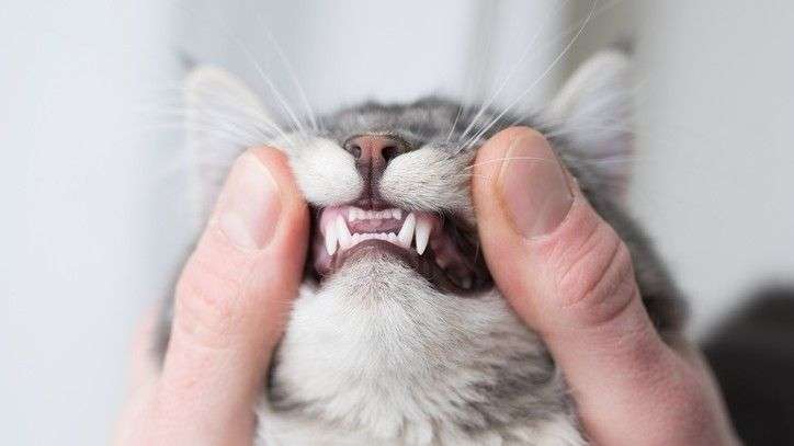 Keep cat teeth clean: Five ways to help them stay healthy