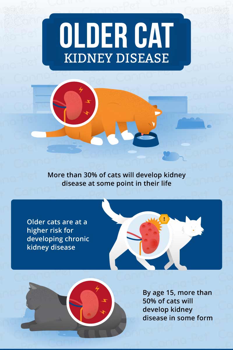 Kidney Disease In Older Cats Treatment