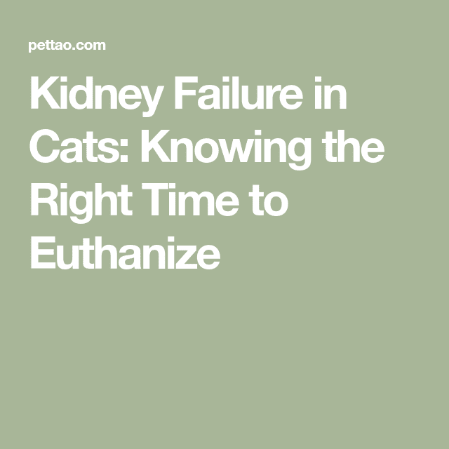 Kidney Failure in Cats: Knowing the Right Time to Euthanize