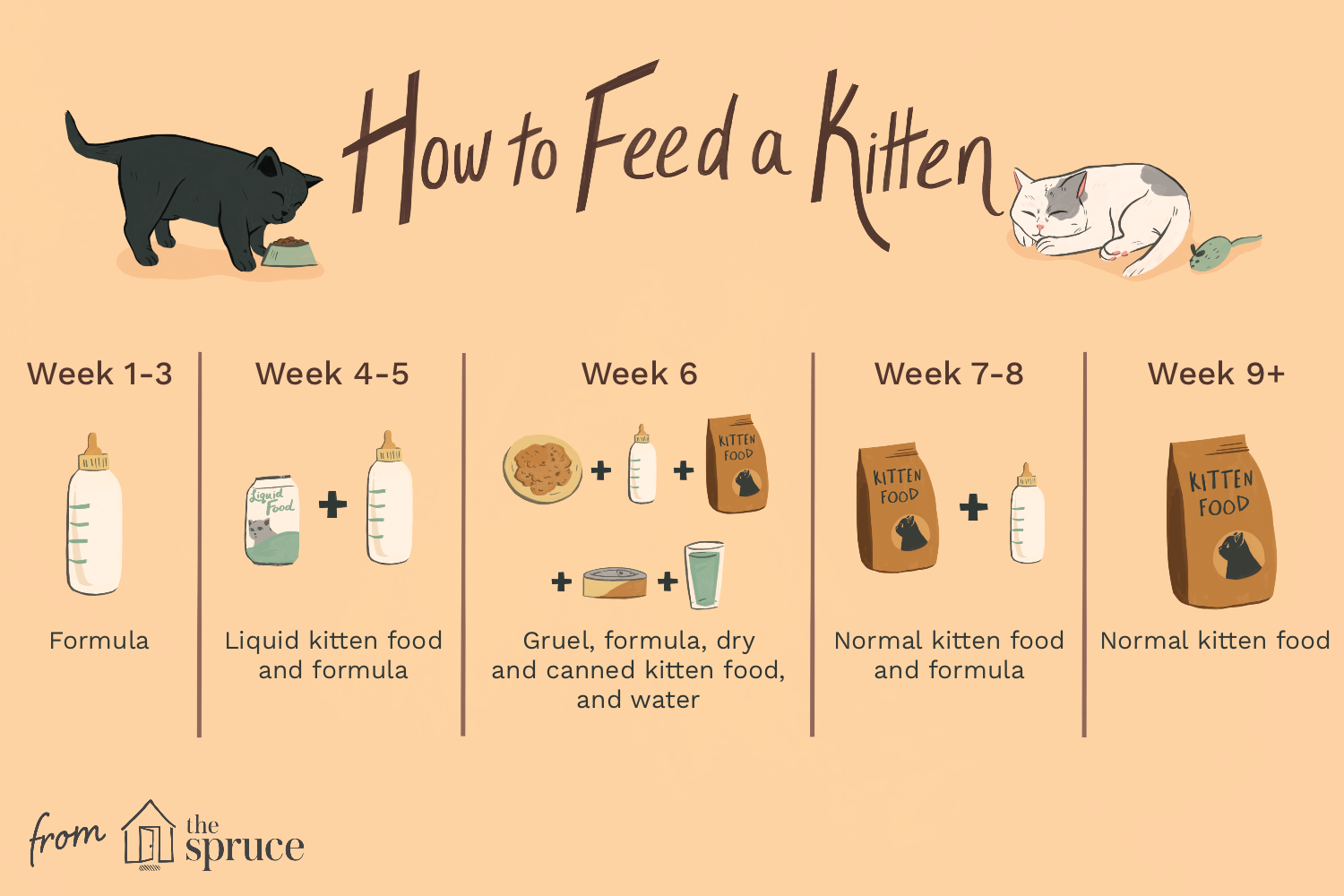 Kitten Feeding Schedule