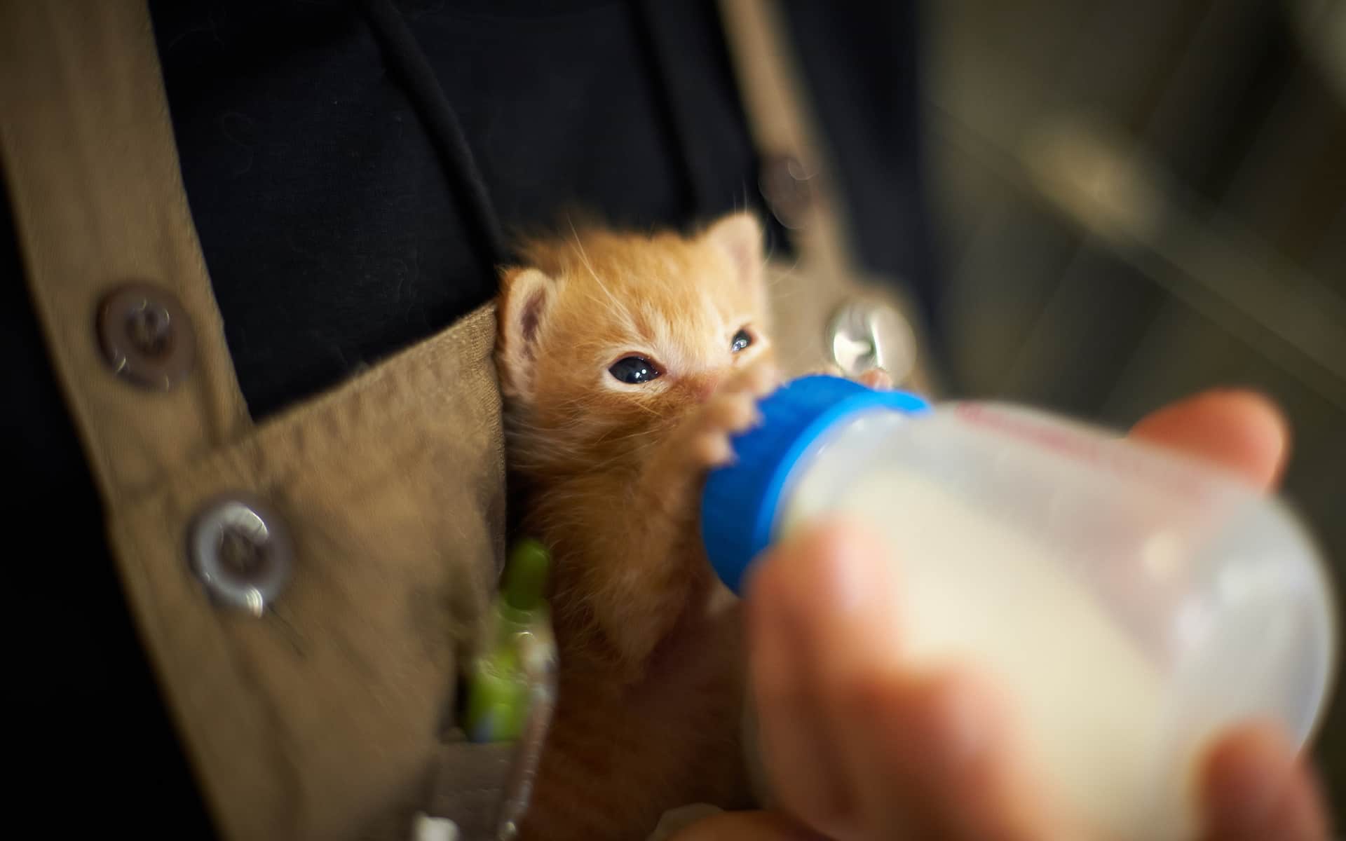Kittens Drinking Milk