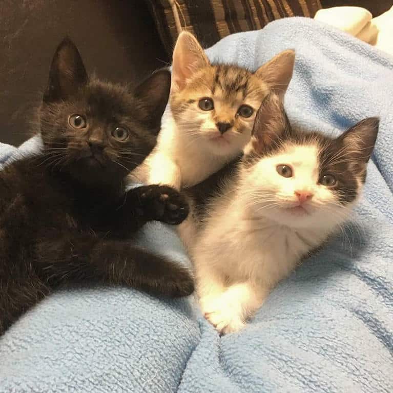 Kittens For Adoption San Jose / Adopt A Pet Humane Society Silicon ...