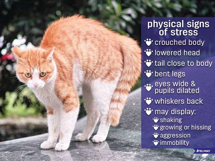Knowing the signs of stress in your cat is the first step ...