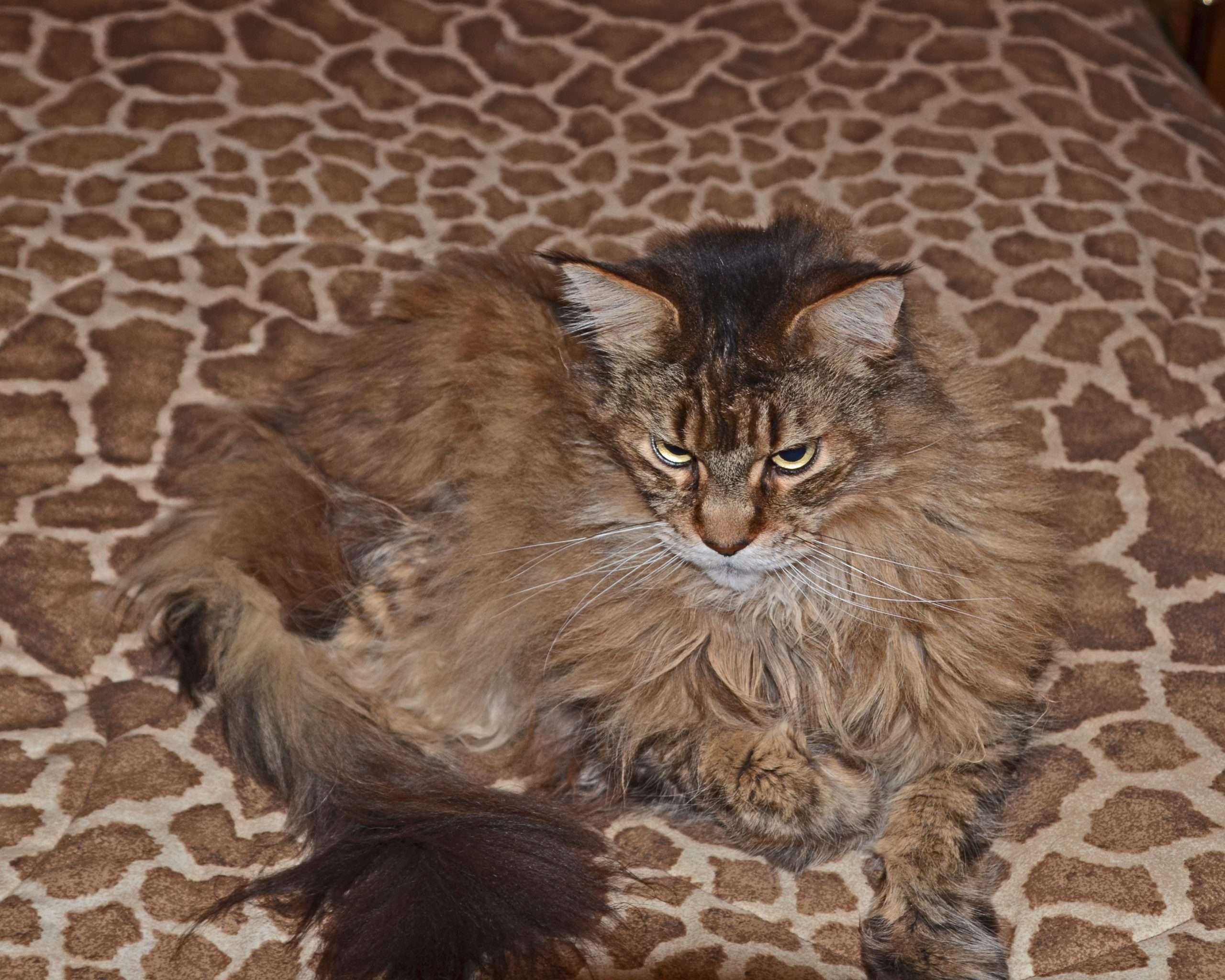 Kot Obraz: Maine Coon Cat Growth Stages