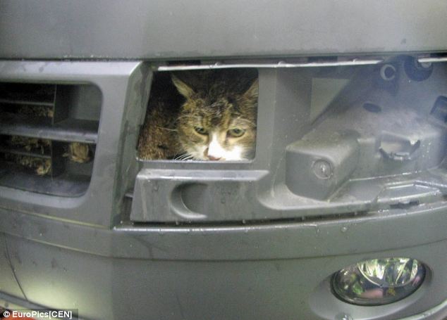 let me out curious cat gets stuck behind a car grill in