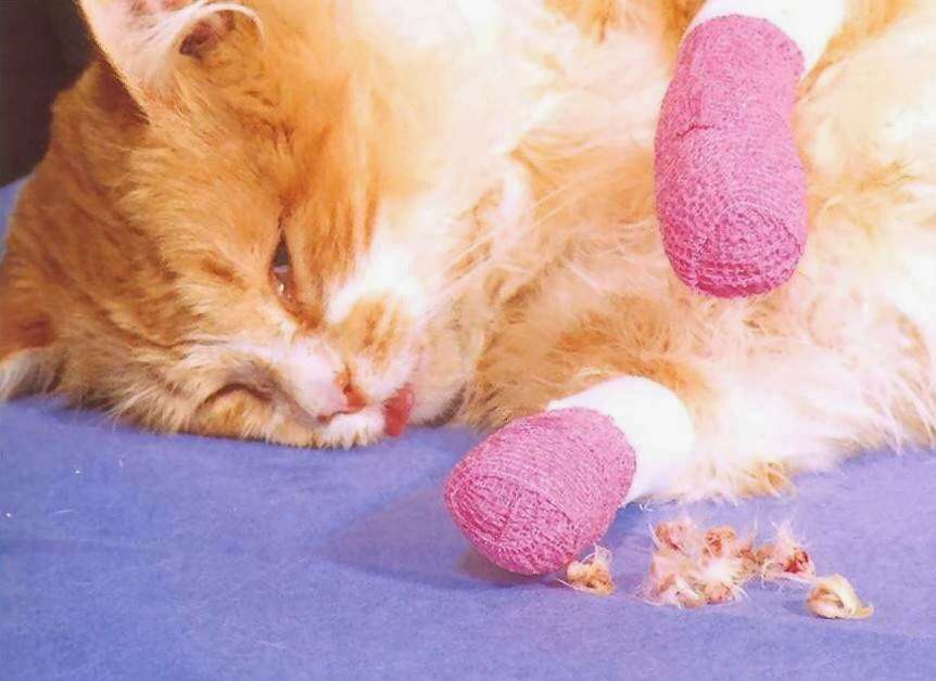 Life with Ragdolls: Onychectomy/The Truth About Declawing ...