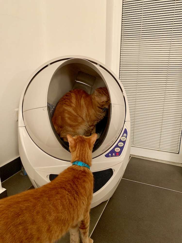 Litter Robot : That One Thing Every Busy Cat Mommy Needs!