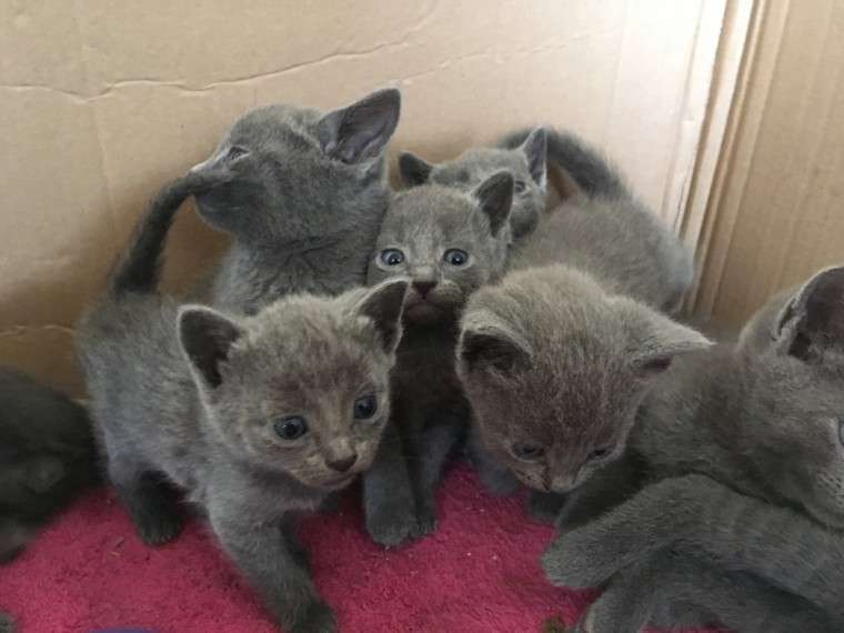 litter trained russian blue kittens for adoption
