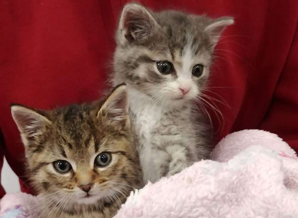 Local rescue holding adoption event, short on kitten food