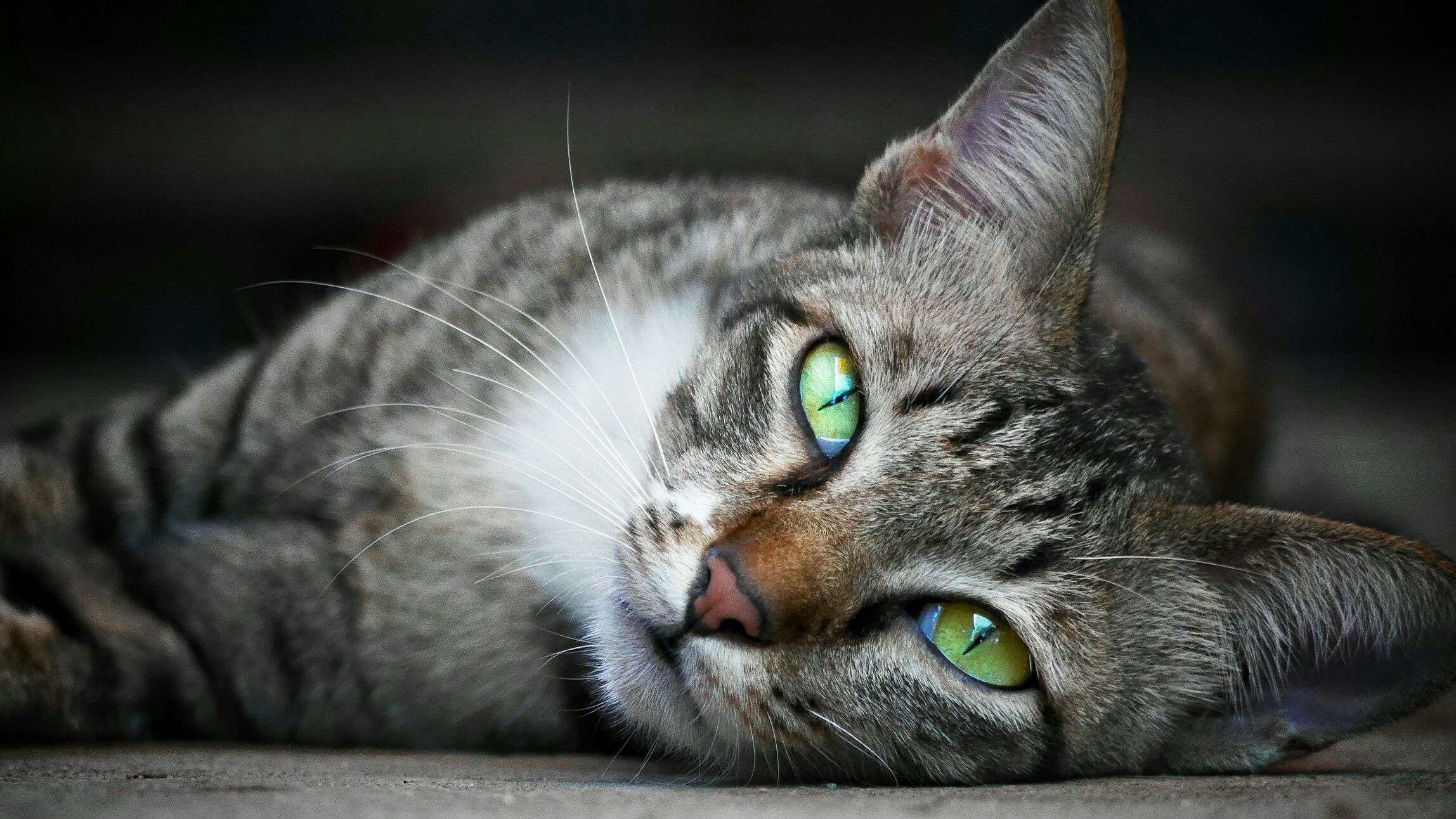 Look at me..meow #cat #pet