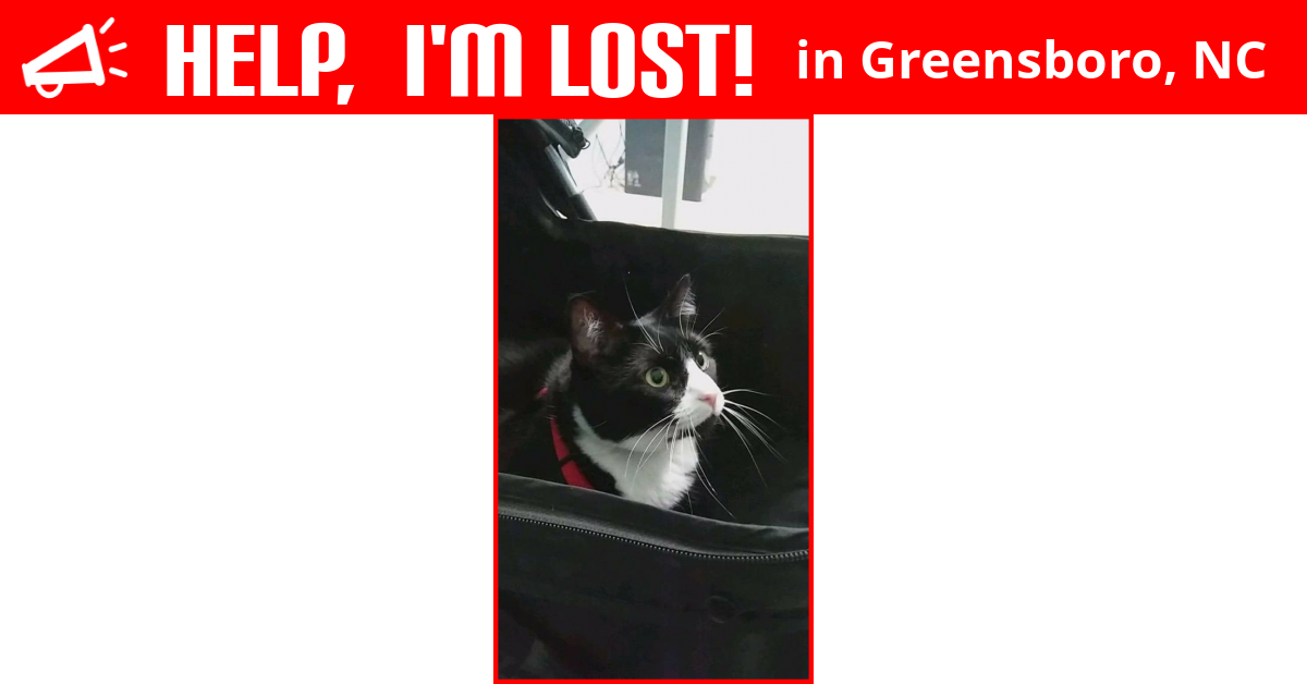 Lost Cat (Greensboro, North Carolina)
